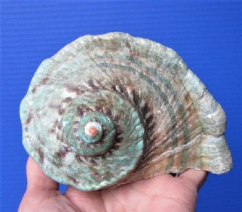 5 by 5 inches Natural Turbo Marmoratus for Sale, Great Green Turban - Buy this one for $35.99