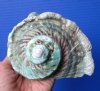 5 by 5 inches Natural Turbo Marmoratus Shell for Sale, Marbled Turban - Buy this one for $35.99