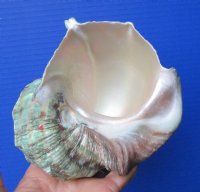5 by 5 inches Natural Turbo Marmoratus Shell for Sale, Marbled Turban - Buy this one for $35.99
