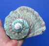 5 by 4-3/4 inches Gorgeous Natural Turbo Marmoratus Shell for Sale, Great Green Turban Shell - Buy this one for $35.99