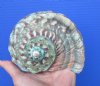 5-1/2 by 5 inches Beautiful Natural Turbo Marmoratus Shell for Sale, Marbled Turban Shell - Buy this one for $44.99