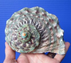 5 by 5 inches Natural Turbo Marmoratus Shell for Sale, Marbled Turban - Buy this one for $35.99