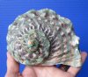 5 by 5 inches Natural Turbo Marmoratus Shell for Sale, Marbled Turban - Buy this one for $35.99