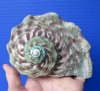 5 by 4-3/4 inches Natural Turbo Marmoratus Shell for Sale, Green Turban - Buy this one for $35.99