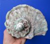 6-1/2 by 6-1/2 inches <font color=red> Large Beautiful</font> Turbo Marmoratus Shell for Sale, Great Green Turban - Buy this one for $59.99
