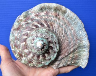 Turbo Marmoratus