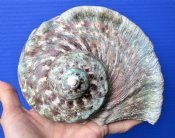 Turbo Marmoratus