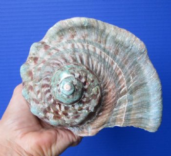 6-1/4 by 6-1/4 Natural Turbo Marmoratus Shell for Sale - Buy this one for $41.99