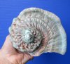 6-1/4 by 6-1/4 Natural Turbo Marmoratus Shell for Sale - Buy this one for $41.99