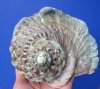 6-1/4 by 6 inches <font color=red> Fabulous Large</font> Turbo Marmoratus Shell for Sale, Marbled Turban - Buy this one for $46.99