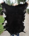 47 by 35 inches Real Goat Hide, Skin for Sale with Black Center and White Border (several holes lower left side) - Buy this one for $39.99