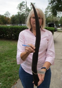 28 inches Natural Female Cow Eland Horn for Sale - Buy this one for $29.99