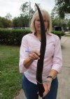 28 inches Natural Female Cow Eland Horn for Sale - Buy this one for $29.99