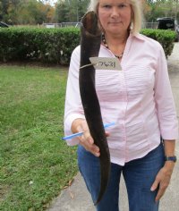 28 inches Natural Female Cow Eland Horn for Sale - Buy this one for $29.99