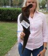 28-1/2 inches African Bull Eland Horn for Sale - Buy this one for $59.99