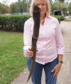 30-3/8 inches Female Eland Horn for Sale - Buy this one for $29.99 