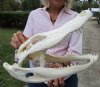 16 inches Real Florida Alligator Skull for Sale, Beetle Cleaned (couple broken teeth) - Buy this one for $129.99