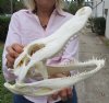 14 by 6-1/4 inches Real Alligator Skull, Good Quality Beetle Cleaned - Buy this one for $94.99