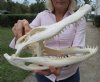 13-1/4 inches Good Quality Genuine Alligator Skull for Sale, Beetle Cleaned - Buy this one for $89.99