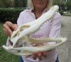 13 inches <font color=red> Good Quality</font> Genuine Florida Alligator Skull for Sale - Buy this one for $89.99