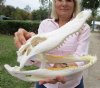 13 inches Authentic Florida Alligator Skull for Sale, Beetle Cleaned - Buy this one for $89.99 (some dried cartilage on teeth)