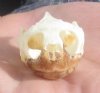 1-7/8 inches Turtle Skull for Sale from a river cooter - you are buying this skull for <font color=red>$22.99</font>  Plus $6.50 1st Class Mail 