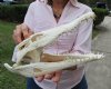 13 inches <font color=red> Good Quality </font> Authentic Nile Crocodile Skull for Sale (CITES 223756) (Missing couple teeth)- Buy this one for $224.99