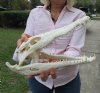 12-1/2 inches Nile Crocodile Skull for Sale (missing a front tooth) CITES 223756 - Buy this one for $194.99