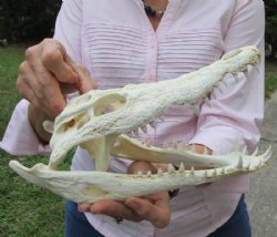 10-3/4 inches Nile Crocodile Skull for Sale CITES 223756 -$149.99