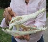 10-3/4 inches Nile Crocodile Skull for Sale (missing couple front teeth) CITES 223756 - Buy this one for $149.99