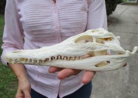 10-1/2 inches Real Nile Crocodile Skull for Sale Good Quality CITES 223756 - for $104.99 <font color=red> Sale</font>