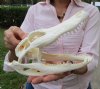 9-1/2 by 4-1/4 inches Real <font color=red> Grade A</font> Florida Alligator Skull for Sale - Buy this one for $69.99