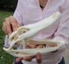 9-1/4 inches <font color=red> Grade A</font> Florida Alligator Skull for Sale - Buy this one for $69.99