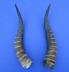 2 Blesbok Horns for Sale, 13-1/4 and 13-1/2 inches (one right, one left) - Buy these 2 for $15.00 each