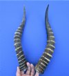 2 African Blesbok Horns for Sale, 14-3/8 and 14-1/4 (one right, one left) - Buy these 2 for $15.00 each