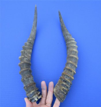 14-7/8 and 14-1/2 inches Blesbok Horns for Sale (1 right, 1 left) -  You are buying the 2 pictured for $15.00 each