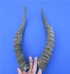 14-7/8 and 14-1/2 inches Blesbok Horns for Sale (1 right, 1 left) -  You are buying the 2 pictured for $15.00 each