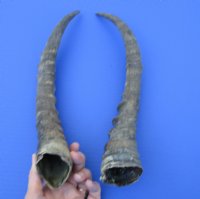 14-7/8 and 14-1/2 inches Blesbok Horns for Sale (1 right, 1 left) -  You are buying the 2 pictured for $15.00 each