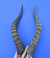 2 Blesbok Horns for Sale 15-1/4 inches (one right, one left) - Buy these 2 for $15.00 each