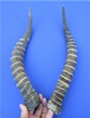 15-5/8 and 15-1/4 inches African Blesbok Horns for Sale (one right, one left) - Buy these 2 @ $15.00 each