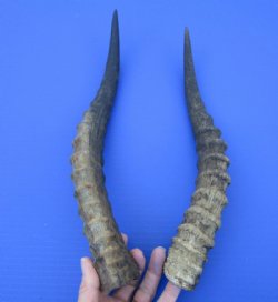 2 African Blesbok Horns for Sale 13-3/4 and 14-7/8 inches - Buy these 2 for $15.00 each