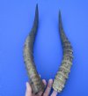 2 African Blesbok Horns for Sale 13-3/4 and 14-7/8 inches - Buy these 2 for $15.00 each