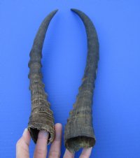 2 African Blesbok Horns for Sale 13-3/4 and 14-7/8 inches - Buy these 2 for $15.00 each