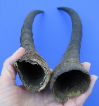 2 African Blesbok Horns for Sale 13-3/4 and 14-7/8 inches - Buy these 2 for $15.00 each