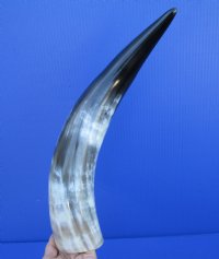 15 to 19 inches <font color=red> Wholesale</font> Polished White Water Buffalo Horns for Sale - Pack of 5 @ $18.00 each; Pack of 8 @ $16.00 each