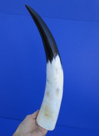 16-1/4 inches White and Black Polished Water Buffalo Horn for Decorating - Buy this one for $29.99