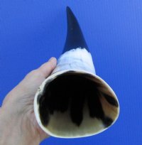 16-1/4 inches White and Black Polished Water Buffalo Horn for Decorating - Buy this one for $29.99