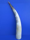 25 to 29-7/8 inches <font color=red> Wholesale</font> Large White Polished Water Buffalo Horns for Sale with a Marble Look - Pack of 4 @ $36.00 each