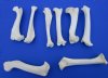 8 Whitetail Deer Leg Bones for Sale 5-3/4 to 6-3/4 inches - Packed 8 @ $3.50 each