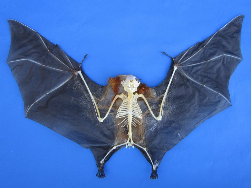 Greater Short-nosed Fruit Bat Cynopterus sphinx Hanging FAST FROM USA 